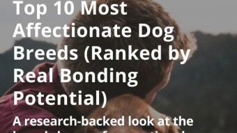 Top 10 Most Affectionate Dog Breeds (Ranked by Real Bonding Potential)
