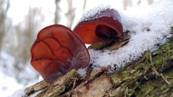 Healing mushrooms from the winter forest in our kitchen - spring rolls with mushrooms