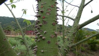 Growing a Sumatra beast at home to cure Alzheimer's? - outrage on some famous social media