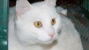 Cat is the innocent animal which like lot of peoples as like me