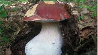 Mushrooms occurring in Europe - Boletus pinophilus