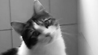 Murphy 2005 - 2017 - Teil 5 - die 30 qm Wohnung
