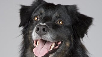 Top 10 Fastest Dog Breeds Ranked by Speed (Backed by Science)”