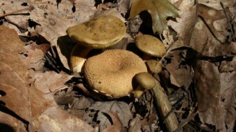 Fungi Friday - More Late Summer Fungi from Across the State of Michigan
