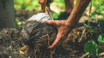 CoconutLand - A Forest Economy