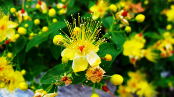 St John's Wort