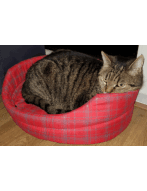 Update 2: Cats cryptocurrency prediction experiment!