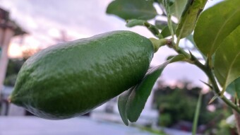 Lemon Photography.