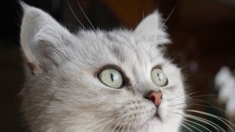 10 Heroic Cats That Saved Lives (You’ve Probably Never Heard Of)