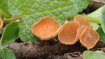 Mushrooms occurring in Europe - Rutstroemia bolaris