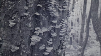 Pinhoti Trail Part 2 - Infrared glidecam video