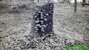 Mushrooms growing on tree stump - Infrared Photography