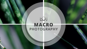 Macro Photography Session | Grow toward the light