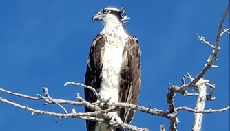 Life Lessons from an Osprey