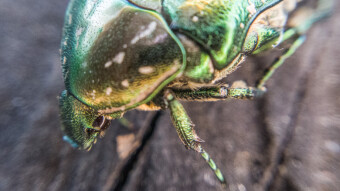 Cetonia aurata 🪲 Beetle in Macro