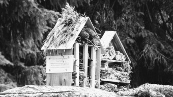 Silesian Park - ecology
