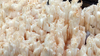 Coral tooth fungus - It is a beautiful and very tasty edible mushroom, but it is protected