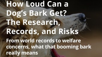 How Loud Can a Dog’s Bark Get? The Research, Records, and Risks