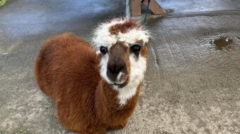 Kumamoto Landmark Recommendation: Aso Cuddly Dominion