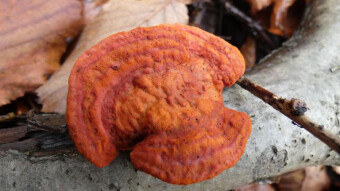 Autumn arboreal mushrooms - Cinnabar polypore