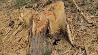 River Hiking - Rio Schiaviroli (Northern Italy) - Part. 5 - After a human big storm