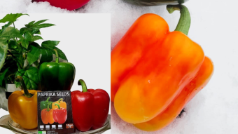 Were you aware? For many African farmers, paprika capsicum is more than simply a colourful spice; it's a lifesaver.
