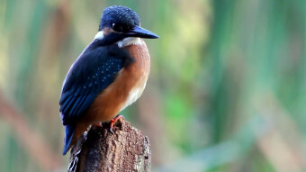 A rebellious kingfisher at a photo session