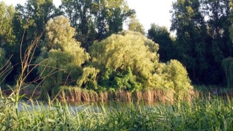 Another day with crowds in the park, but the birds showed up - My Actifit Report Card: June 23 2024