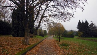 Rain, leaves almost fallen - rotten autumn has arrived - My Actifit Report Card: November 4, 2024