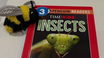 “Time Kids: Insects”