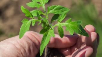 Maximizing Your Seed Starting Success: The Benefits of Using a Seed Starter Tray with a Grow Light