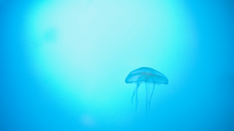 Blue elegance