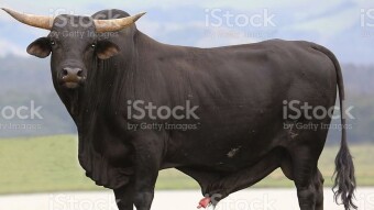 The most bullish coin right now