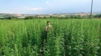 CANAPA/HEMP