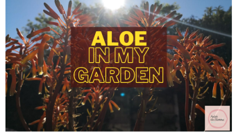 Aloe, how are you?