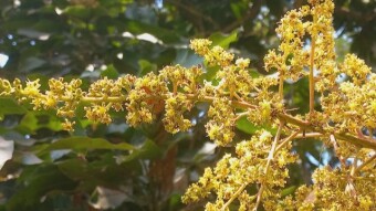Manggo Flower photograpy.