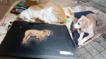 Spotlight on the other good creatures around besides cats this Caturday