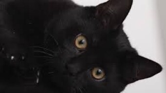 5 Quirky Things About Black Cats
