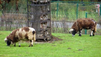 Pre-spring walk - what's happening in nature?