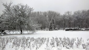 As befits Christmas Eve, it snowed beautifully - My Actifit Report Card: December 24 2023
