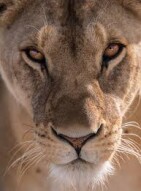 The Skeleton and The Lioness