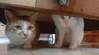My Cats at high, middle and low spots of the house - Caturday Entertainment