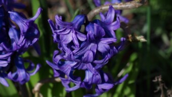 A walk through the garden