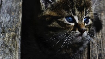 Frozen kittens rescued in Canada