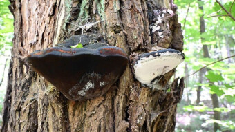 Willow bracket, a mushroom with many health benefits