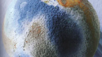 MOLD