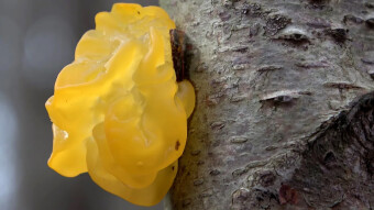 Golden jelly fungus like "Haribo gummies"