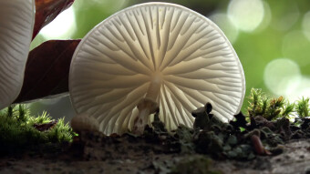 Porcelain fungus, an autumn ballerina on a beech tree