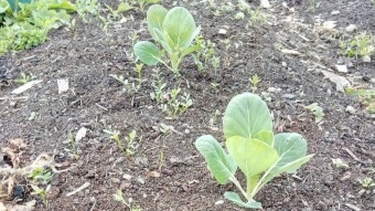 Our Vegetable Plots #16