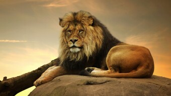 Primal Fears